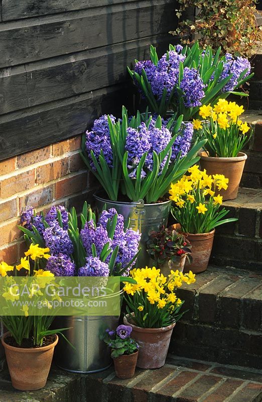 Spring containers with Hyacinthus 'Blue Delft', Narcissus 'Tete a Tete' on stairs in Fairfield in Surrey