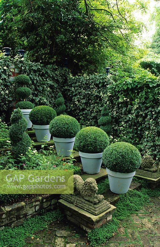 Row of four boxwood spheres in pale painted pots in shady walled garden