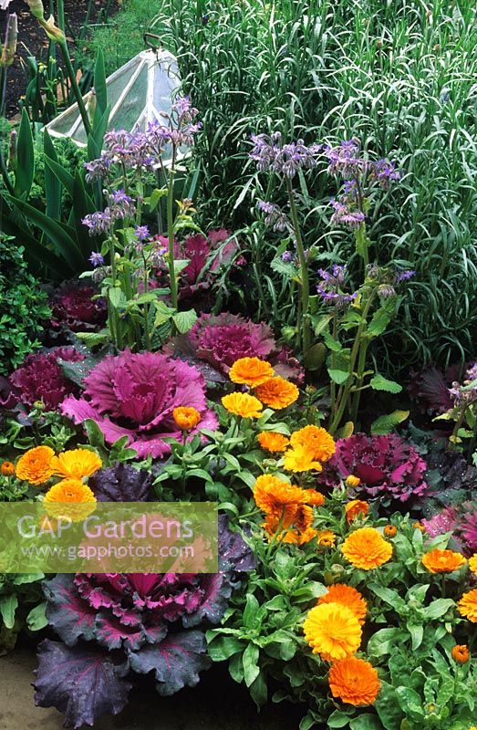 Kitchen garden with ornamental kale and marigolds at Chelsea FS 1995