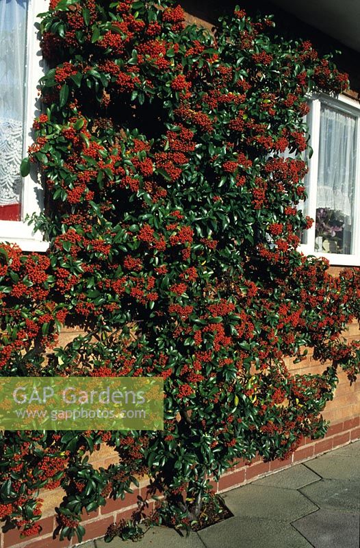 Pyracantha 'Mohave' with orange berries in autumn trained against wall
