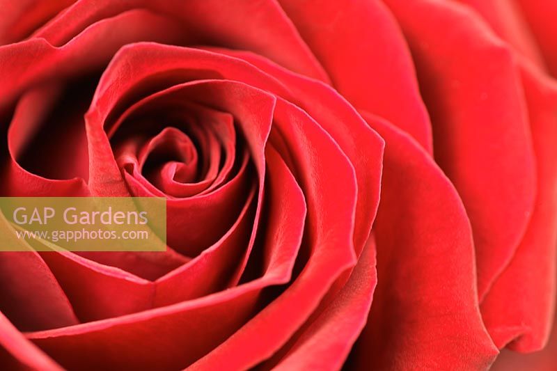 Rosa - Closeup of red Rose