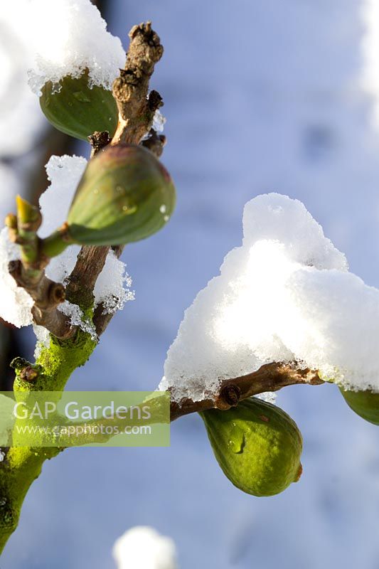 Ficus - Figs with snow in winter