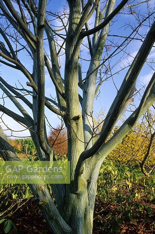 Acer tegmentosum in winter 