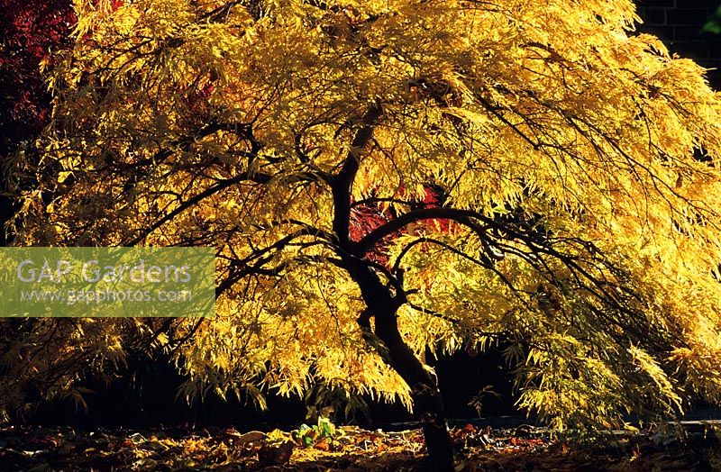 Acer palmatum Dissectum Viride - Japanese Maples with autumn colour 