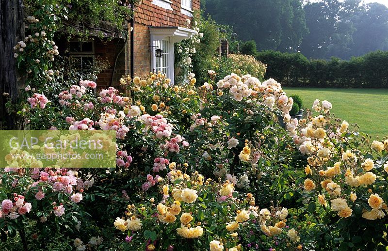 Rose garden with Rosa 'Buff Beauty' and 'Cornelia'