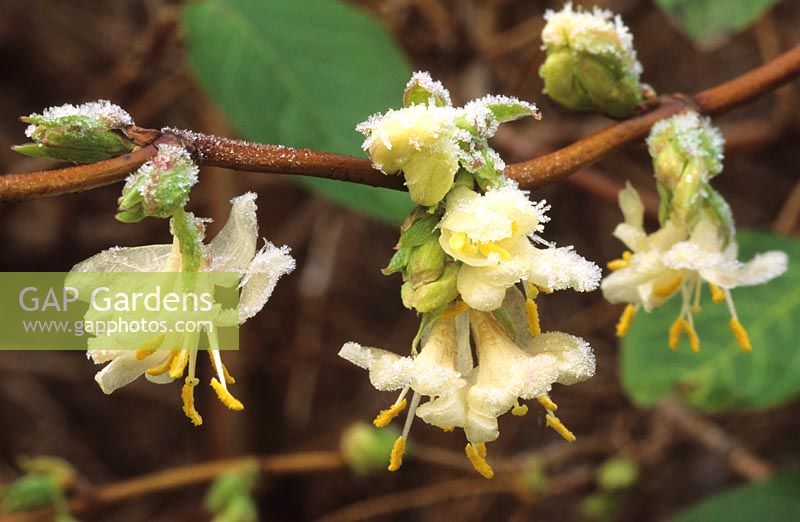 Lonicera fragrantissima with frost in winter