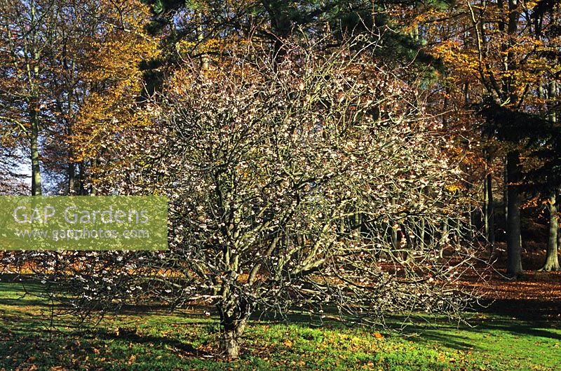 Sorbus cashmeriana with white berries in winter, Valley gardens in Surrey