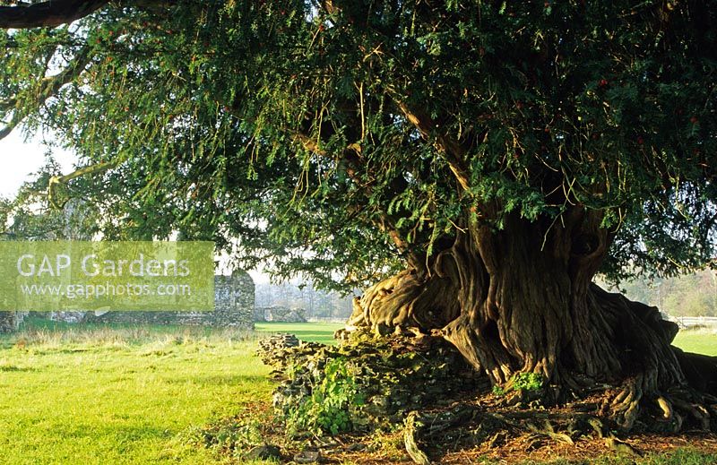 Taxus baccata - Ancient Yew Tree at Waverley Abbey in Surrey