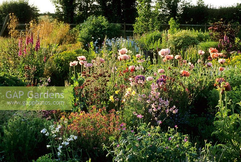 Wide mixed borders in summer at Pannells Ash Farm in Essex