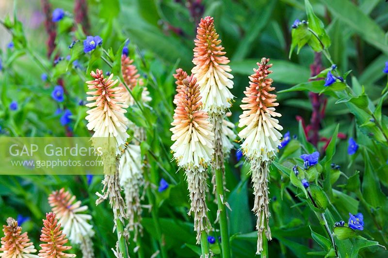 Kniphofia 'Modesta' - Red Hot Pokers