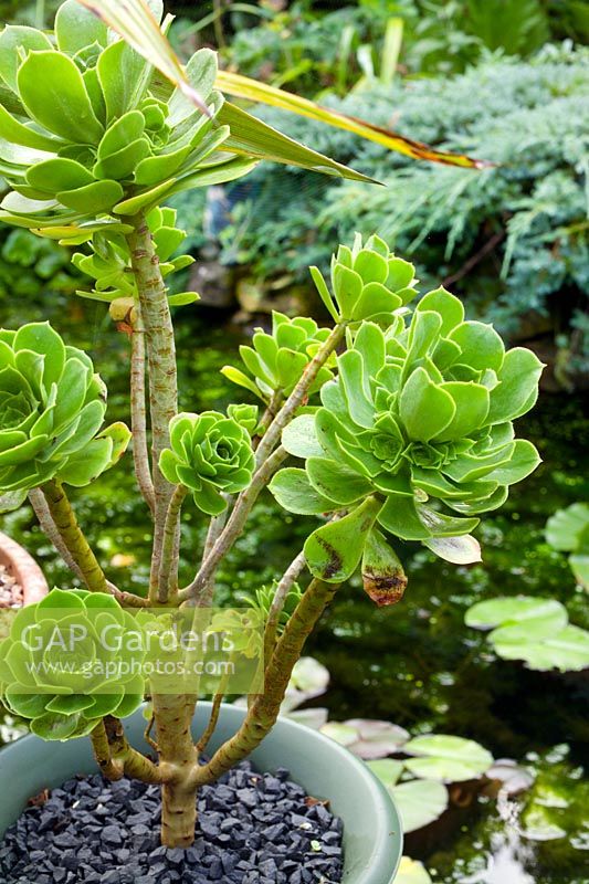 Aeonium in container by pond at Teasdale in Thornbury Gloucestershire