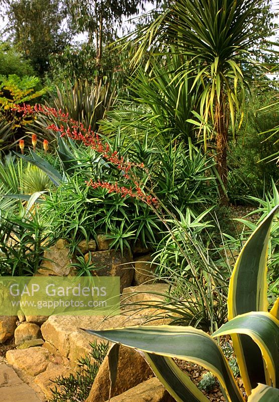Tropical urban garden with Phormiums, Agave, Kniphofia and Aloe