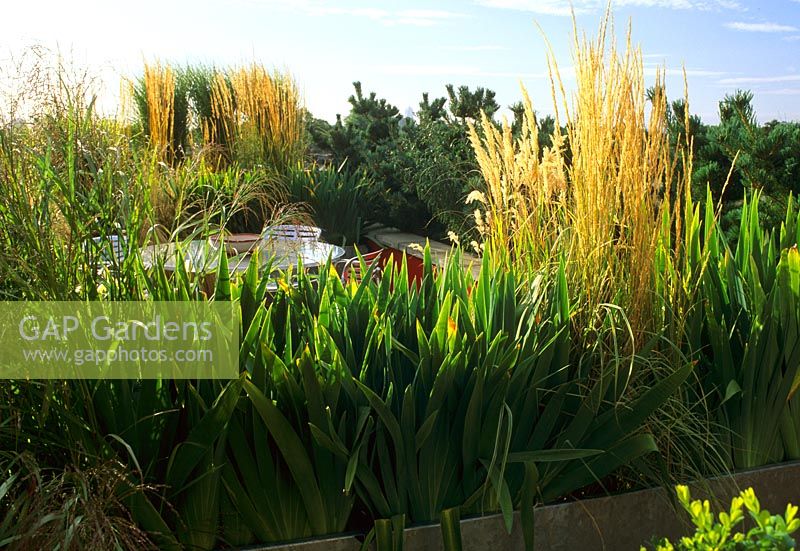 Square metal containers with ornamental grasses on roof garden screening seating area