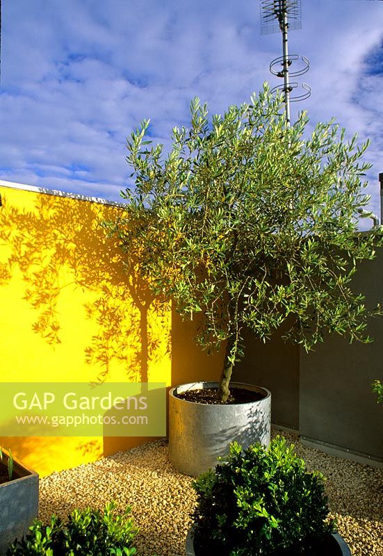 Metal container with tree on roof garden by colourful painted wall 