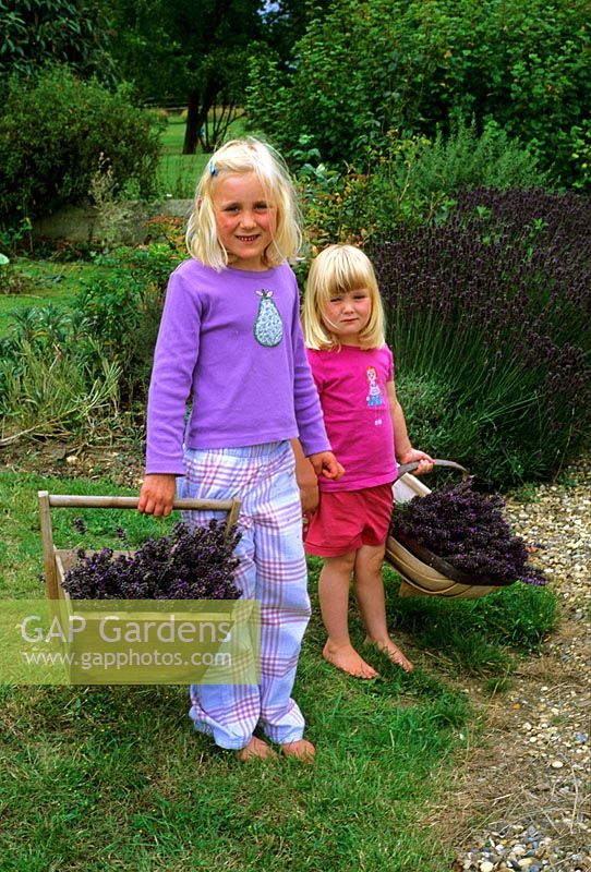 Little girls carrying trugs of cut Lavender