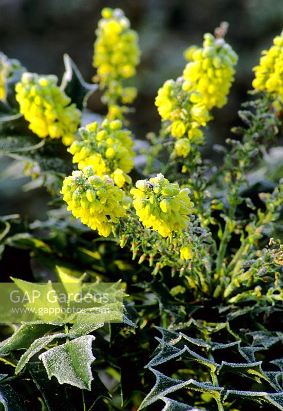 Mahonia 'Charity' with frost in winter