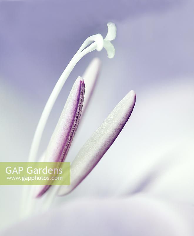 Gladiolus - Purple Gladioli