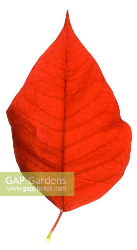 Euphorbia pulcherrima - Poinsettia red leaf