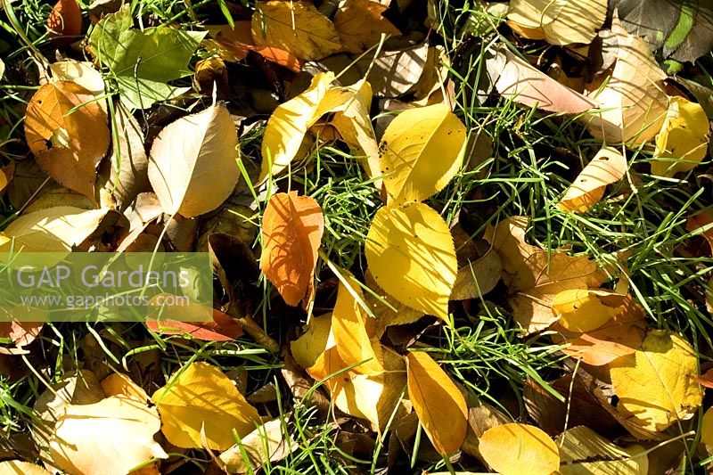 Fallen leaves of Pyrus bretschneideri
