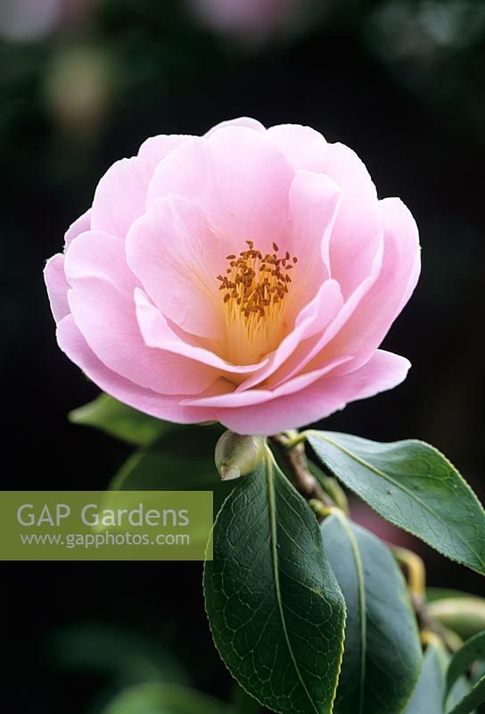 Camellia x williamsii 'Clarrie Fawcett'