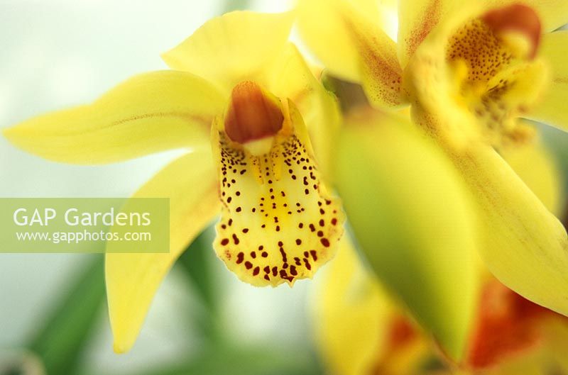 Cymbidium hybrid - Orchids