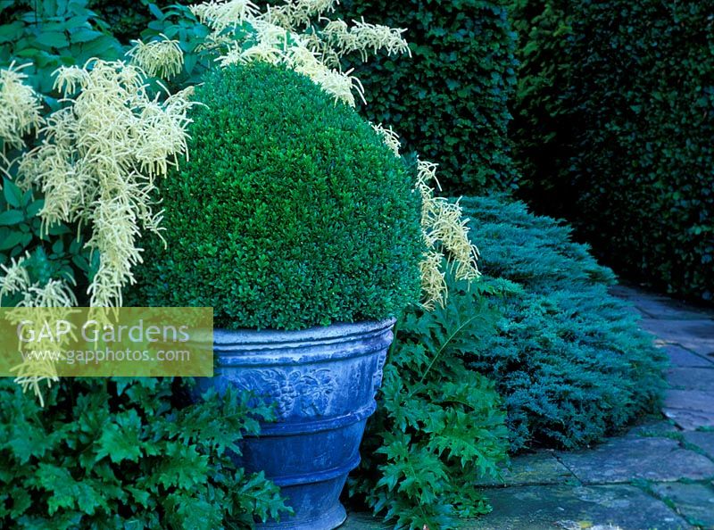 Container with Buxus sempervirens 