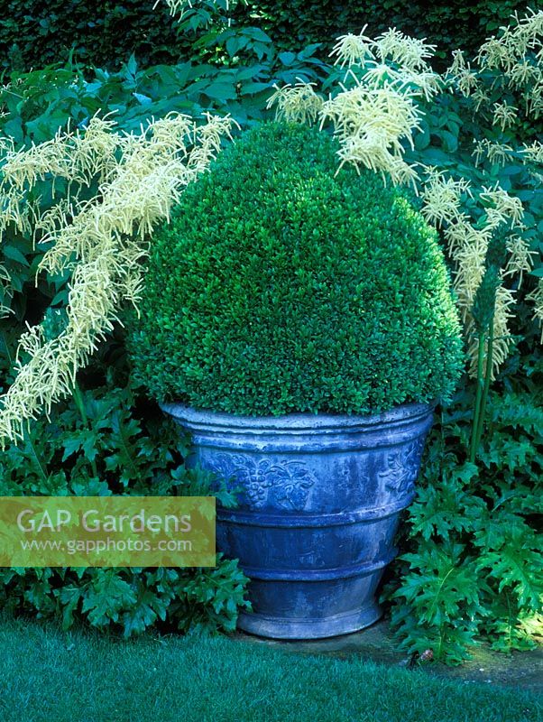 Topiary in container, Buxus sempervirens - Box