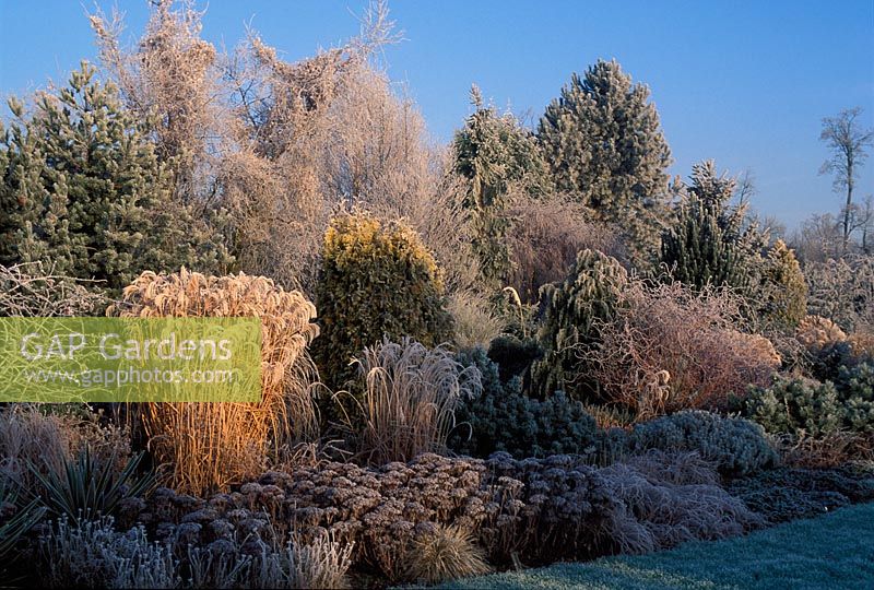 Winter border with trees, shrubs and grasses at Foggy Bottom, Bressingham in Norfolk