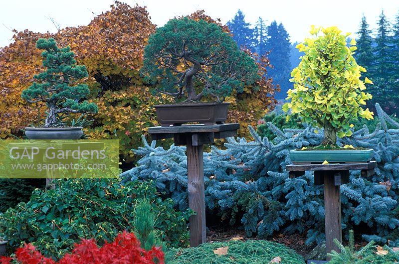 Display of Bonsai trees on wooden posts in garden setting