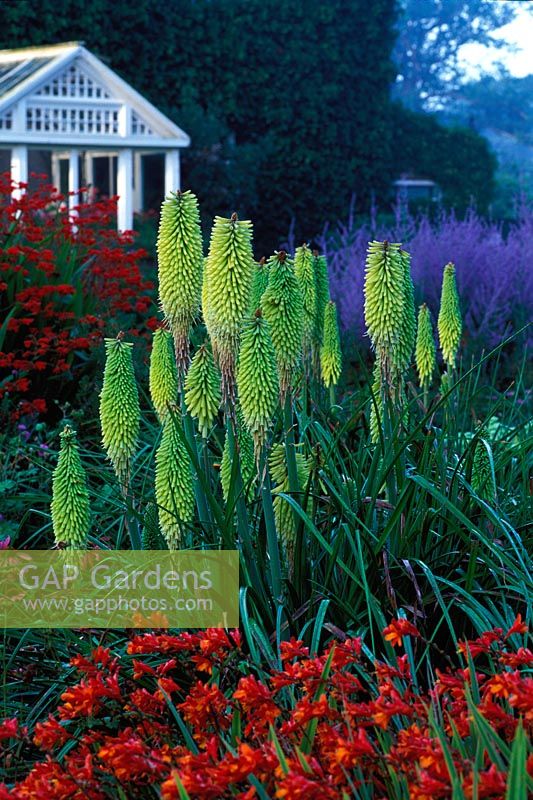 Kniphofia 'Percys Pride' - Red Hot Pokers