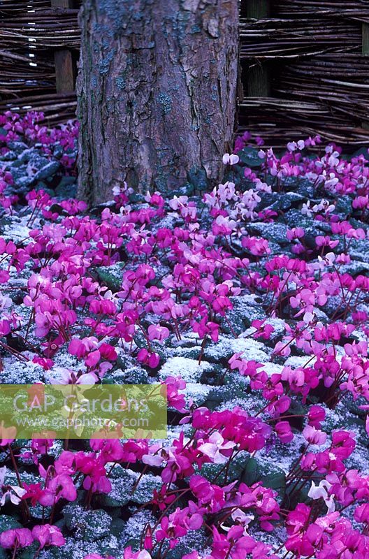 Cyclamen coum mixed around base of tree with snow in winter