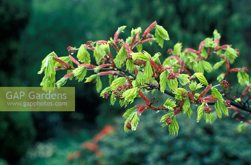 Acer shirasawanum 'Aureum' 