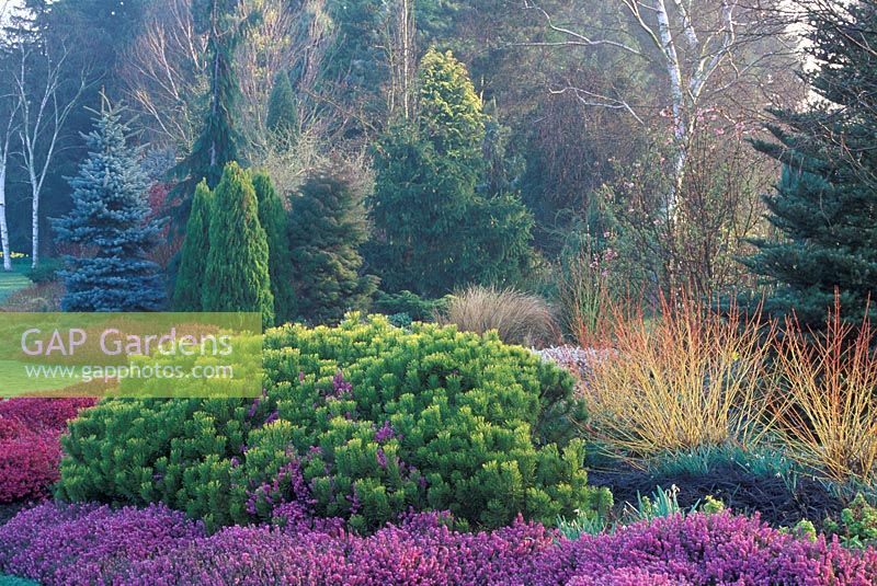 Winter border with conifers at Foggy Bottom Garden at Bressingham in Norfolk