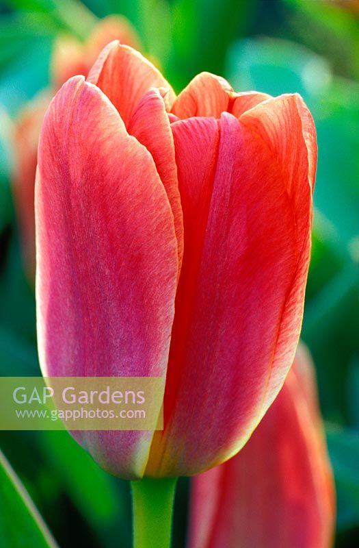 Tulipa kaufmanniana - Tulip