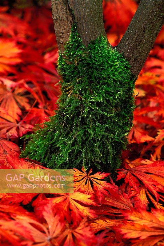 Acer japonicum aconitifolium - Downy Japanese Maple