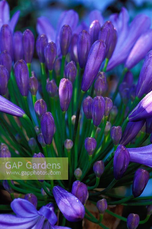 Agapanthus 'Bressingham Bounty' - African Lily