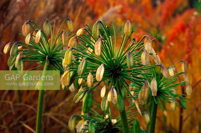 Agapanthus 'Loch Hope' - African Lily seedheads in autumn