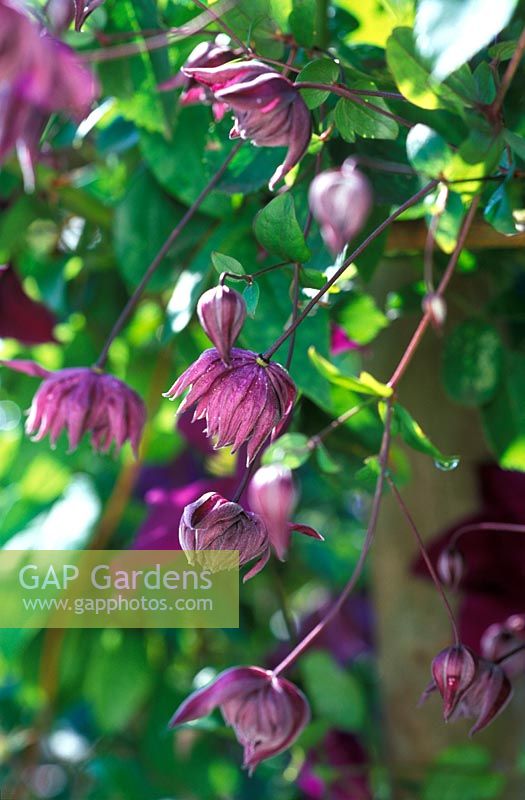 Clematis viticella 'Mary Rose' 