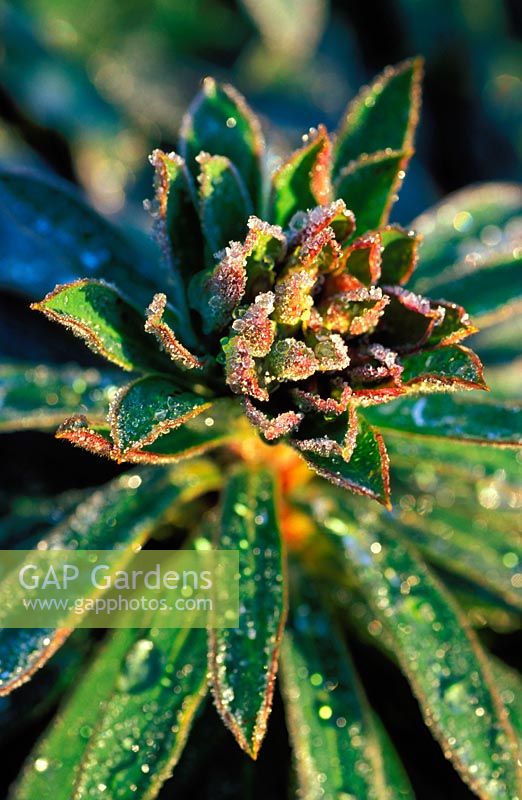 Euphorbia 'Redwing' - Spurge