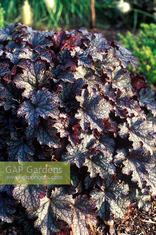 Heuchera 'Can Can' - Coral Flower