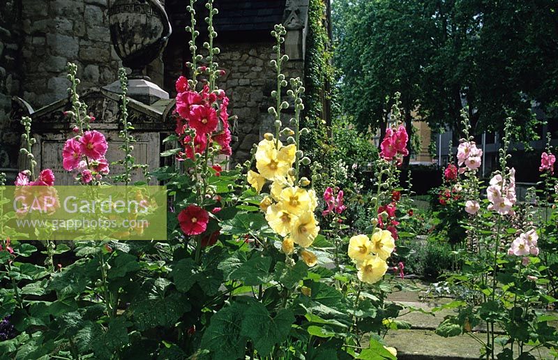 Alcea rosea - Hollyhocks at The Garden History Museum in London