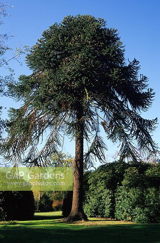 Araucaria araucana - Monkey Puzzle Tree
Valley Gardens in Surrey