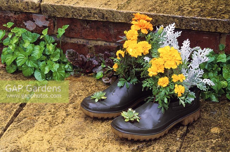 Garden clogs used as containers planted with Tagetes, Sempervivums and Senecio