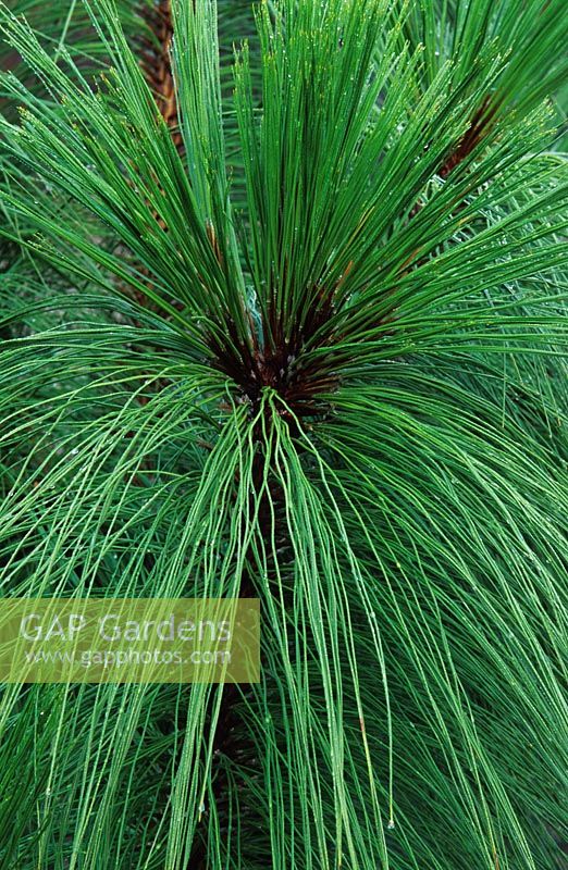 Pinus montezumae - Pine