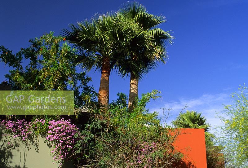 Palm trees at The Sanctuary in Phoenix, Arizona USA