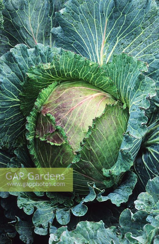 Brassica - Savoy Cabbage 'January King'