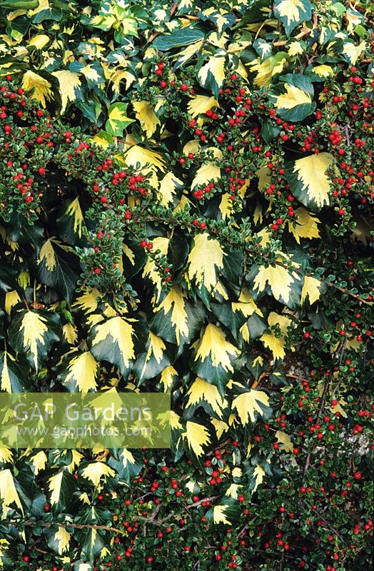 Hedera helix 'Goldheart' growing on Cotoneaster horizontalis with berries