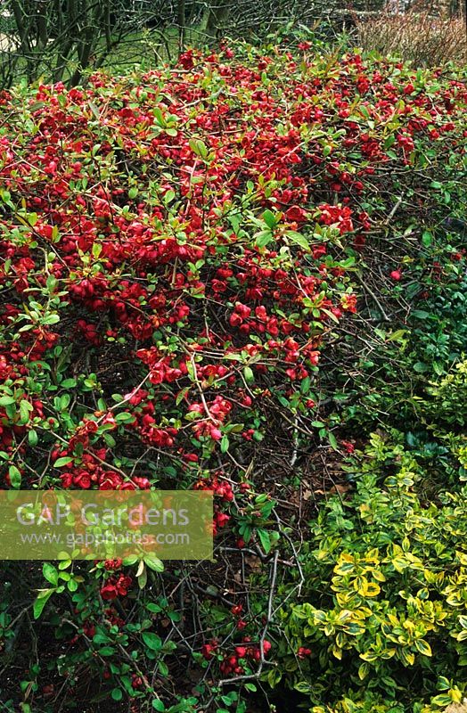Hedge of Chaenomeles cardinalis - Quince