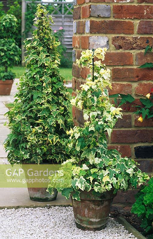 Variegated Ivy trained on wire frames grown in containers