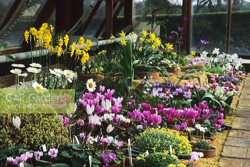 Alpine house in spring with Cyclamens, Narcissus, Saxifragas and Crocus at Wisley in Surrey RHS